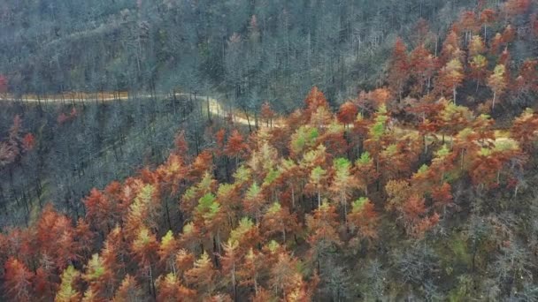 Vista Aérea Uma Montanha Com Uma Floresta Queimada Legaria Navarra — Vídeo de Stock