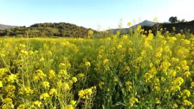 Kırsal bölgedeki bir tarlada kolza tohumu ekimi. Tierra Estella İlçesi, Navarre, İspanya, Avrupa.