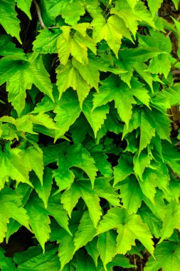 Duvardaki yeşil sarmaşık yapraklarının ayrıntıları