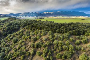 Arka planda bir holm meşesi ve dağ sırasının havadan görüntüsü. Tierra Estella ilçesi. Navarre, İspanya, Avrupa.