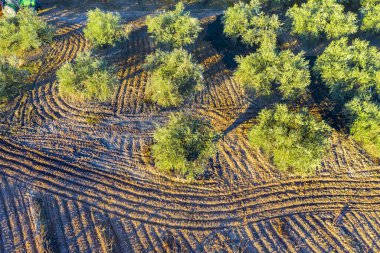 Zeytin ağaçlı bir tarım arazisinin havadan görünüşü. Bargota, Navarre, İspanya.