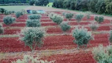 Kırmızı bir arka planı olan zeytin ağaçları tarlası. Hava görüntüsü. Acedo, Navarre. İspanya, Avrupa. 4K.