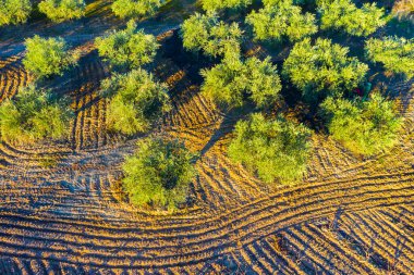 Zeytin ağaçlı bir tarım arazisinin havadan görünüşü. Bargota, Navarre, İspanya.