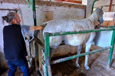 Bir veteriner ahırda kısrakların yumurtlamasını test ediyor. At beyaz ve dizginleri var..