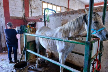 Bir veteriner ahırda kısrakların yumurtlamasını test ediyor. At beyaz ve dizginleri var..