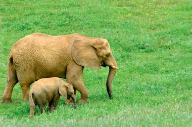 Bir anne fil (Loxodonta africana) ve yavrusu çimenli bir tarlada dururlar. Sahne huzurlu ve huzurlu. Cabarceno Doğa Parkı. Cantabria, İspanya.