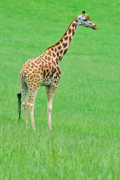 Bir zürafa (zürafa camelopardalis) çimenli bir alanda durur. Cabarceno Doğa Parkı. Cantabria, İspanya.