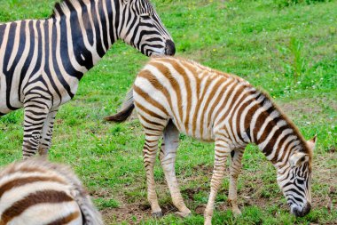 Üç zebra (Equus quagga) otlak bir alanda otluyorlar. Zebralardan biri bir bebek. Cabarceno Doğa Parkı. Cantabria, İspanya.