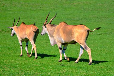 Taurotragus antilopları otlak bir alanda yürüyorlar. Cabarceno Doğa Parkı. Cantabria, İspanya.