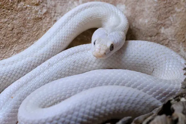 Teksas sıçan yılanı Pantherophis 'in modası geçmiş Lindheimeri. Zehirli olmayan bir colubrid, Amerika Birleşik Devletleri 'nde, çoğunlukla Teksas eyaletinde bulunur. Cabarceno Doğa Parkı. Cantabria 'da. İspanya.