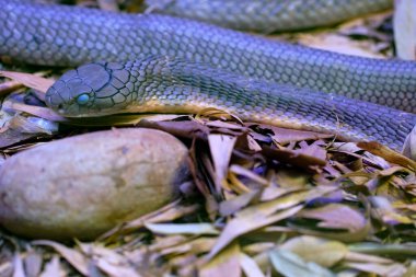 Kral kobra Ophiophagus Hannah, Asya 'ya özgü zehirli yılan. Cabarceno Doğa Parkı. Cantabria 'da. İspanya.