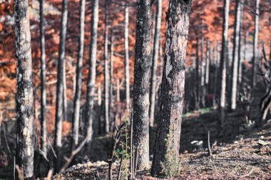 Navarra, Legarda 'da bir ormandaki kömürleşmiş ağaçların yakın görüntüsü orman yangınının yol açtığı yıkımı gösteriyor..
