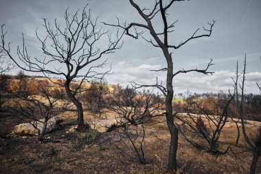 İspanya, Navarra 'da, Legarda' da kavrulmuş bir tarlada duran kömürleşmiş ağaçlar yangının verdiği zararın şiddetini vurguluyor..