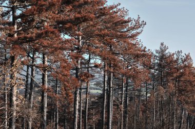 Legarda, Navarre yakınlarındaki bir ormanda çıkan yangının yıkıcı etkilerini anlatan ağaçlar..