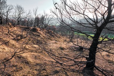 İspanya, Navarra 'da, Legarda' da kömürleşmiş bir tepe, vahşi bir yangından sonra geride bırakılan çorak araziyi gösteriyor..