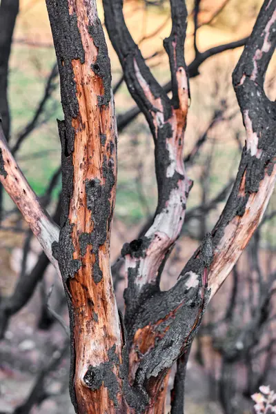 stock image A detailed close-up of charred tree trunks in Legarda, Navarra, Spain, showing the effects of a recent wildfire.