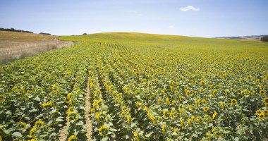Oteiza, Navarra 'da parlak mavi bir gökyüzünün altında uzanan ayçiçeği tarlası..