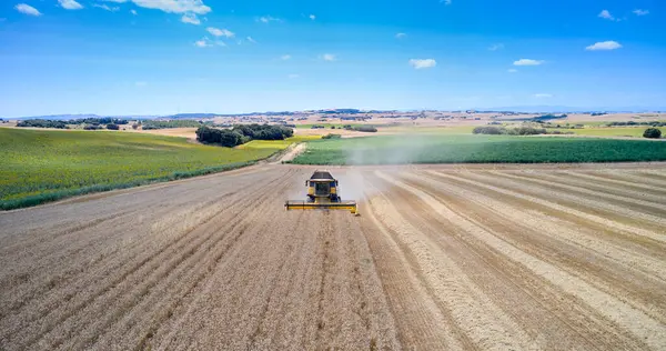 stock image A combine harvester moves through a golden wheat field in Oteiza, Navarra, Spain, captured from the front perspective.