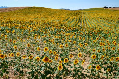 Geniş ayçiçeği tarlaları Oteiza, Navarra 'da, berrak mavi gökyüzünün altında canlı sarı çiçekler sergiliyor..