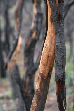 İspanya, Navarra 'da çıkan yangından sonra oluşan hasarı ve dokusunu gösteren kömürleşmiş bir ağaç gövdesinin detaylı görüntüsü. Yanık ve yanmamış ağaç kabuğu arasındaki tezat çok açık..