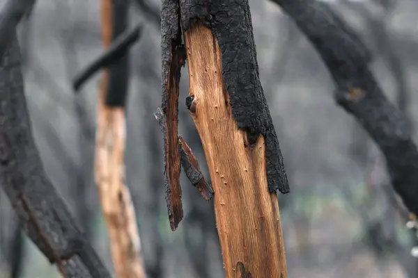 stock image Detailed close-up of a charred tree trunk, revealing the damage and texture after a wildfire in Navarra, Spain. The contrast between burnt and unburnt bark is evident.