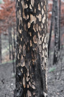 İspanya, Navarra, Legarda 'da bir ormandaki kömürleşmiş ağaçların yakın çekim görüntüsü vahşi bir yangının sonrasını gözler önüne seriyor..