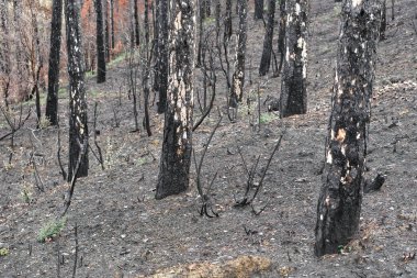 İspanya, Navarra, Legarda 'da bir ormandaki kömürleşmiş ağaçların yakın çekim görüntüsü vahşi bir yangının sonrasını gözler önüne seriyor..
