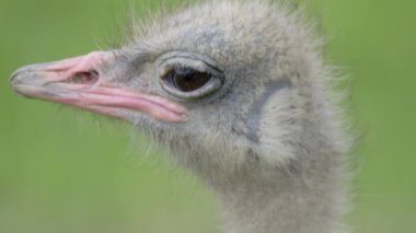 Bir devekuşu (Stuthio camelus) yeşil bir alanda duruyor. Kuş ön tarafa doğru bakıyor. 4 bin. Cabarceno Doğa Parkı. Cantabria, İspanya.