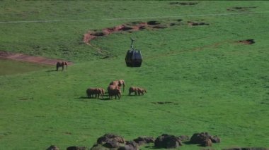 Bir fil sürüsü (Loxodonta africana) uçsuz bucaksız otlaklarda otlar. Üzerlerinde, insan yapımı yapılar ve vahşi yaşam arasında çarpıcı bir tezat oluşturan bir teleferik yol boyunca ilerliyor. 4 bin. Cabarceno Doğa Parkı. Cantabria, İspanya.