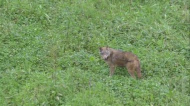 Bir kahverengi ve gri İber kurdu (Canis lupus signatus) bir çimen tarlasında yürümektedir. 4 bin. Cabarceno Doğa Parkı. Cantabria, İspanya.