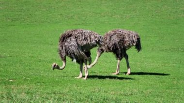 İki devekuşu (Stuthio camelus) geniş, yeşil bir alanda otlarken ve uzun boyunları çimenlere uzanırken görülür. 4 bin. Cabarceno Doğa Parkı. Cantabria, İspanya. 