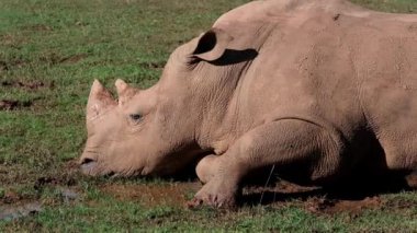 Beyaz bir gergedan Ceratotherium simülasyonu çimenli bir alanda yerde dinleniyor. Devasa bedeni mola verirken uzanıyor. 4 bin. Cabarceno Doğa Parkı. Cantabria, İspanya.
