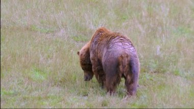 Kahverengi ayı Ursus arctos yemyeşil bir çayırda otluyor. 4 bin. Cabarceno Doğa Parkı. Cantabria, İspanya.