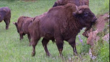 Avrupalı Bizon Bonasus bir kayayı tırmalıyor. 4 bin. Cabarceno Doğa Parkı. Cantabria, İspanya.