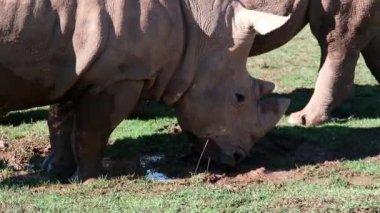 Beyaz bir gergedan Ceratotherium simülasyonu çimenli bir alanda yerde dinleniyor. Devasa bedeni mola verirken uzanıyor. 4 bin. Cabarceno Doğa Parkı. Cantabria, İspanya.