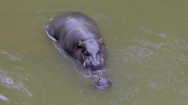 Bir çift pigme su aygırı Choeropsis liberiensis bulanık bir su kütlesinde çiftleşiyorlar. 4 bin. Cabarceno Doğa Parkı. Cantabria, İspanya.