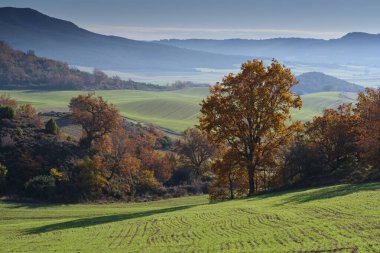 Allin Vadisi, Navarra, İspanya 'da büyüleyici bir sonbahar manzarası, sakin mavi gökyüzü altında yeşil tepeler ve canlı altın ağaçlar var.. 