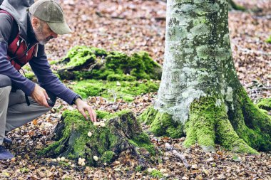 Bir doğa meraklısı kayın ormanında çömelmiş, yosun kaplı bir ağaç kütüğünde büyüyen bir mantar kümesini yakından inceliyor. Urbasa-Andia Doğal Parkı. Navarre, İspanya, Avrupa.