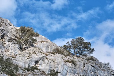 Dallı budaklı kayalık bir tepede, yumuşak beyaz bulutlu canlı mavi bir gökyüzünün altında büyüyen iki dayanıklı ağacın görüntüsü. Vitoriano, Araba, Bask Ülkesi, İspanya.