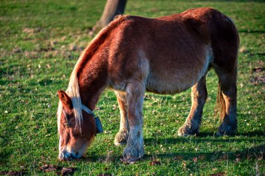 A close-up shot of a brown horse with a light mane, peacefully grazing on fresh green grass in a rural setting. Bitoriano, Alava, Basque Country, Spain clipart