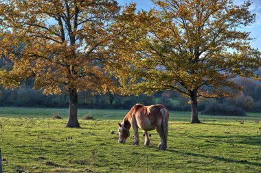 A horse peacefully grazes in a lush, green field during autumn, surrounded by tall oak trees with golden leaves. Bitoriano, Alava, Basque Country, Spain. clipart