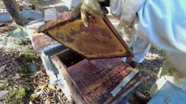 Koruyucu giysili bir arı yetiştiricisi kovandan çıkarılmış bir bal peteğini dikkatle inceler. Arı yetiştiricisi arıları kontrol etmek ve pürüzsüz bir denetim süreci sağlamak için bir fırça kullanır. 4K.