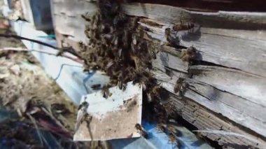 Arıların hasarlı bir tahta parçasından kovanlarına girip çıktıklarını gösteren 4K yavaş çekim bir video.. 