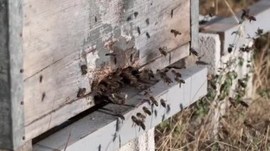 Arıların kovanlarına odunların bir bölümünden girip çıktıklarını gösteren 4K yavaş çekim bir video.. 