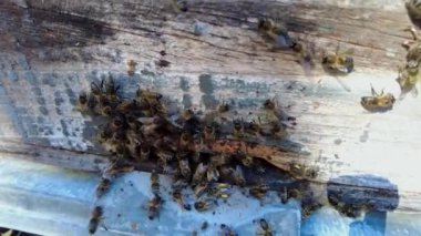 Tahta bir arı kovanının girişinde çalışan bir grup bal arısının yakın çekimini gösteren 4K yavaş çekim videosu.. 