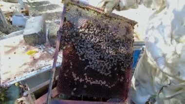 Arılarla dolu bir bal peteğini kontrol eden koruyucu giysili bir arı yetiştiricisinin yakın plan görüntüsü. 4K.