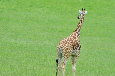 Bir zürafa (zürafa camelopardalis) çimenli bir alanda durur. Cabarceno Doğa Parkı. Cantabria, İspanya.