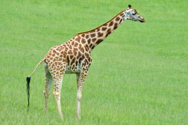 Bir zürafa (zürafa camelopardalis) çimenli bir alanda durur. Cabarceno Doğa Parkı. Cantabria, İspanya.