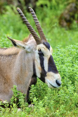 A cape oryx Oryx gazelle with horns is laying down in a grassy field. Cabarceno Nature Park. Cantabria, Spain. clipart