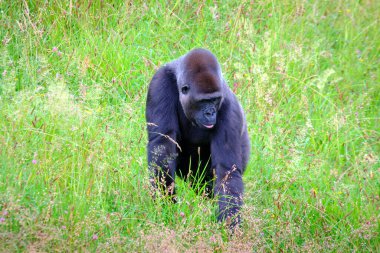 A large black gorilla Gorilla gorilla is walking through a field of tall grass. Cabarceno Nature Park. Cantabria, Spain. clipart